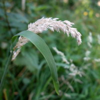 Houlque laineuse, Petite Fenasse, Blanchard