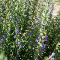 Hysope officinale, Herbe sacrée