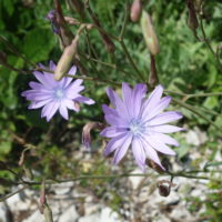 Laitue vivace, Lâche, Salade de lièvre, Laitue de bruyère