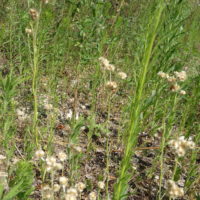 Gnaphale jaunâtre, Cotonnière blanc-jaunâtre, Immortelle des marais