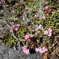 Azalée des Alpes, Azalée naine, Loiseleurie couchée