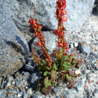Oxyria à deux styles, Oseille des glaciers