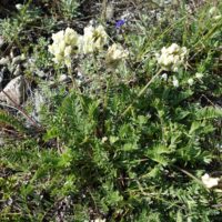 Oxytropis champêtre