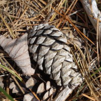 Pin noir d’Autriche