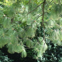 Pin pleureur de l’Himalaya, Pin de Wallich, Pin griffithii