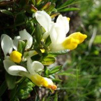 Polygala faux-buis, Tapis-de-la -Madone