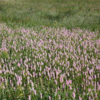 Renouée bistorte, Serpentine, Langue d’aigle