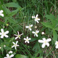 Renoncule à feuille d’aconit, Bouton d’argent, Pied-de-Groff