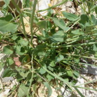 Oseille ronde, Rumex à écusson