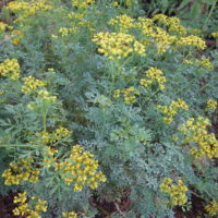 Rue fétide, Rue officinale, Rue des jardins, « Herbe de grâce »