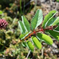 Pimprenelle officinale