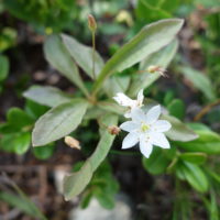 Trientale d’Europe,  Etoile à 5 branches