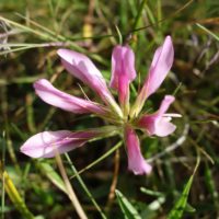 Trèfle des Alpes, Réglisse des montagnes