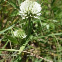 Trèfle des montagnes