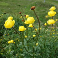 Trolle d’Europe, Bouton -d’or, Renoncule des montagnes