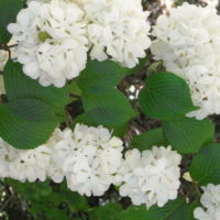 Viorne de Chine stérile, Flocon de neige d’été