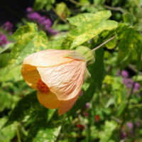 Abutilon strié, Lanterne chinoise, Érable de maison, Érable à fleurs