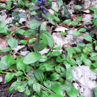 Bugle rampante, Petite consoude, Herbe aux charpentiers, Herbe de St. Laurent