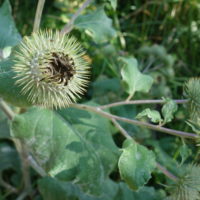 Bardane commune, Herbe-aux-teigneux, Glouteron, Gratteron, Gobo, Velcro végétal