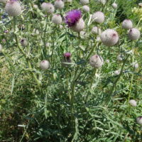 Cirse laineux, « Chardon des ânes »