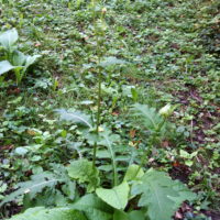 Cirse maraîcher , Cirse potager, Cirse faux épinard, Chardon des maraîcher