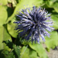 Echinops azuré, Chardon bleu, Azurite, Oursin bleu