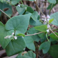 Renouée faux liseron, Vrillée liseron, Vrillée sauvage