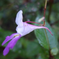 Balsamine de Balfour, Balsamine des jardins