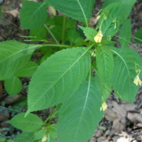 Balsamine à petites fleurs