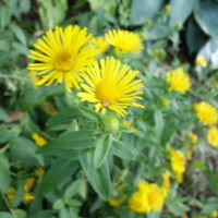 Inule d’Angleterre, Inule britanniqe, Inule des fleuves