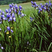 Iris de Sibérie