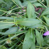 Knautie à feuilles de cardère, Knautie des bois