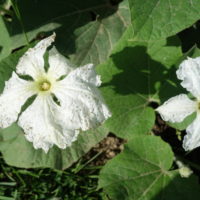 Gourde trompette, Calebasse liane