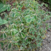 Oca du Pérou, Truffette acide