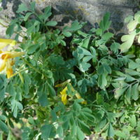 Corydale jaune, Corydale d’or, Fausse fumeterre jaune