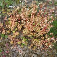 Orpin blanc, Trique-madame, Pain d’oiseau