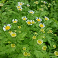 Tanaisie matricaire, Grande camomille, Partenelle, Tanaisie parthénium, Pyrèthre doré, « Oeil du soleil »