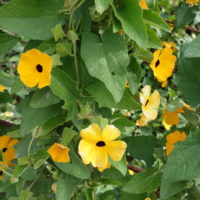 Suzanne-aux-yeux-noirs, Sourire de Zanzibar