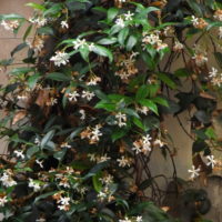 Faux jasmin, Jasmin étoilé, Jasmin des Indes, Trachélosperme étoilé