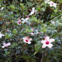 Hibiscus rose de Chine, Ketmie rose de Chine, « Fleur à chaussures »