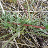 Armoise des champs, Armoise champêtre