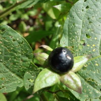 Belladone, Bouton-noir, Cerise du diable, Morelle furieuse, Mandragore baccifère