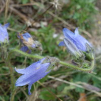 Campanule barbue