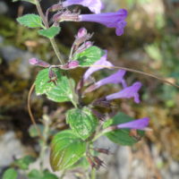 Calament à grandes fleurs, Baume sauvage, Sarriette à grandes fleurs