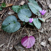 Cyclamen d’Europe, Pain-de-porceau, Cyclamen pourpre, Marron de cochon