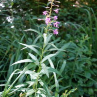Épilobe à feuilles étroites, Laurier St.Antoine, Epilobe en épi