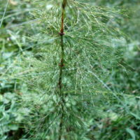 Prêle des bois