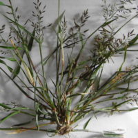 Petit Eragrostis, Eragrostis faux-pâturin