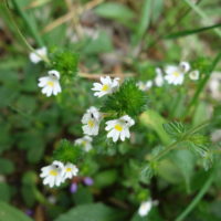 Euphraise officinale, Euphraise de Rostkov, Petite Euphraise, Casse-lunettes, Herbe à l’ophtalmie