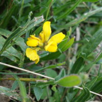 Genêt ailé, Genistrolle